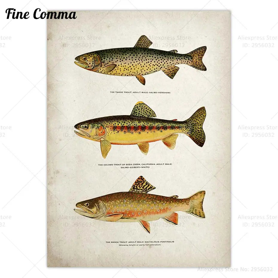 

Винтажный постер для форели Fine Comma Style