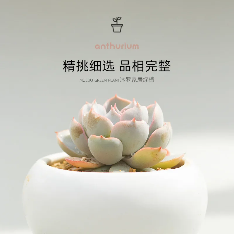 

New Meaty Plant Combination Potted Plant Buy More Gifts Qiqu Plant Meat with Pot Soil Office Table Green Plant Package