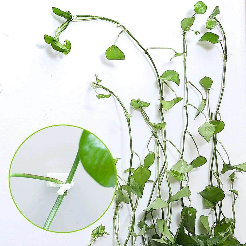 50Pcs Plant climbing wall Buckle Hook Self-Adhesive Fastener Tied fixture Vine  Garden plant wall climbing Vine Clips
