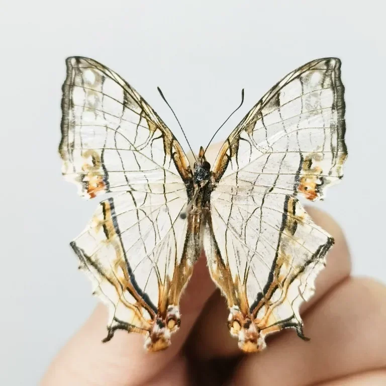 Набор из 29 бабочек для декора