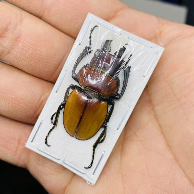 Настоящее насекомое spade образец жука Odontolabis sommeri Steampunk украшение для гостиной
