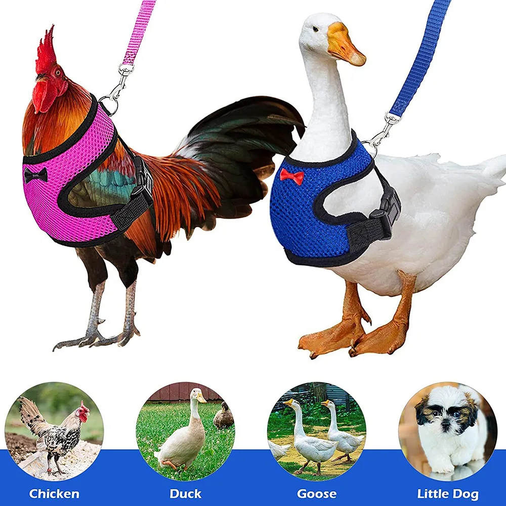 

Chicken, Duck and Goose Vest-Style Breathable Fashion Mesh Chest Strap Adjustable Chicken Drawstring Comfortable Bow Chest