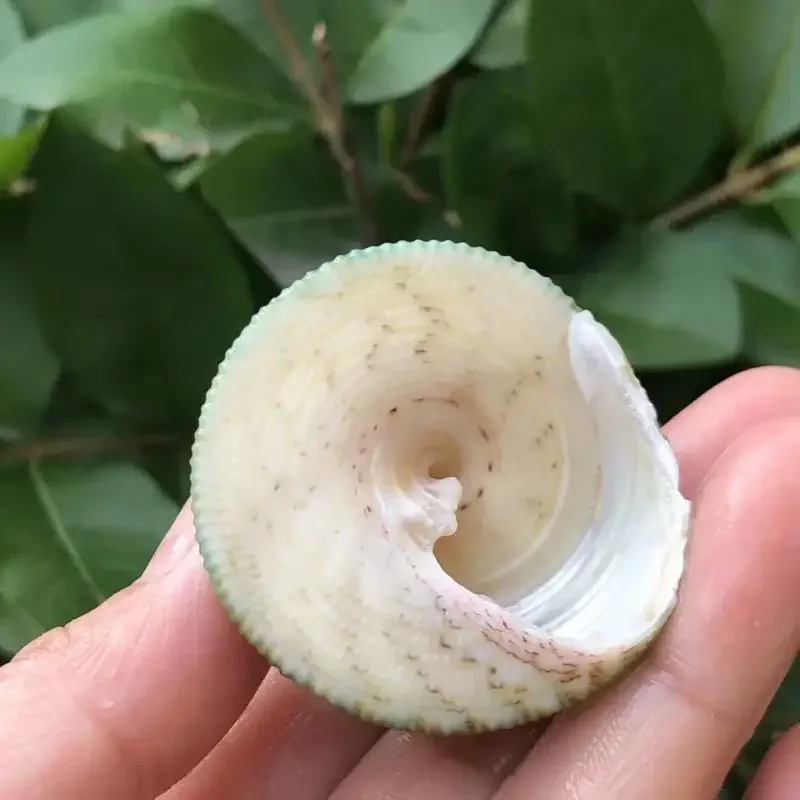 8 шт. ракушки для аквариума в средиземноморском стиле