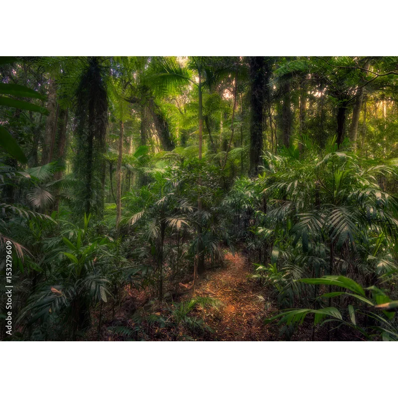 Опавшие деревья в зеленых девственных хвойных лесах фоны для фотосъемки