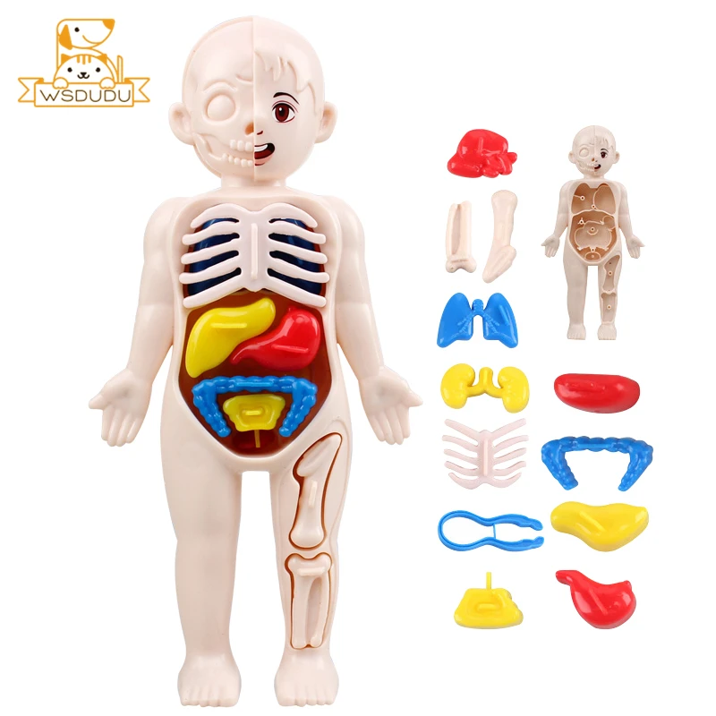 Человеческие органы тело вискус стебель обучающая игрушка головоломка Веселая