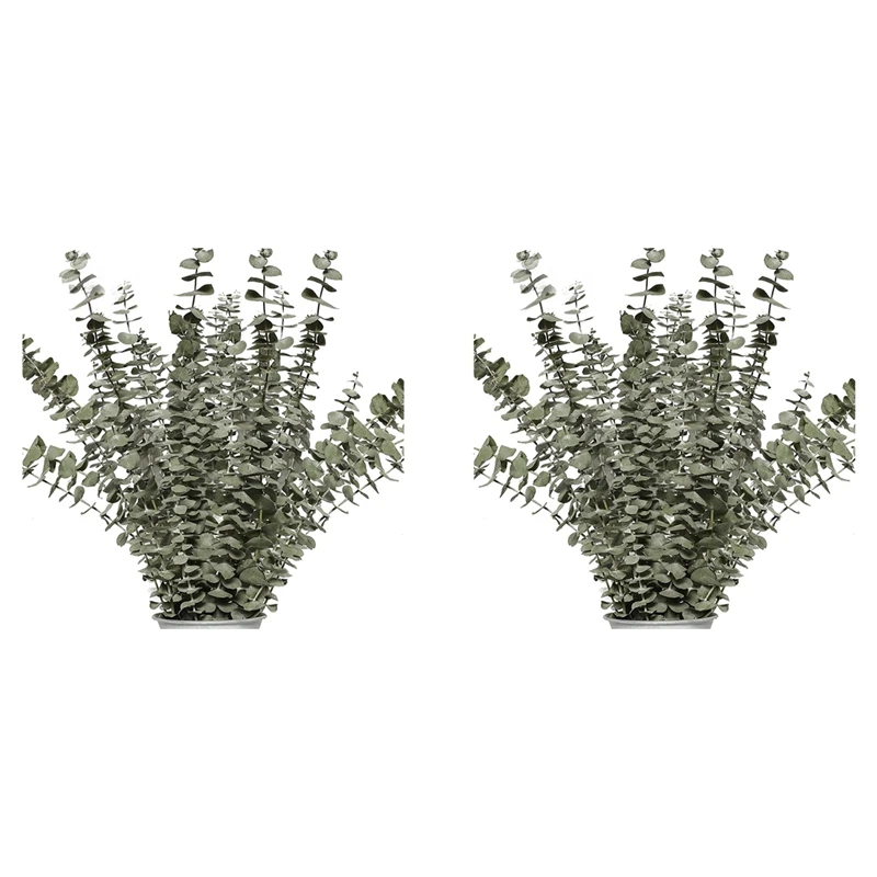 

Dried Eucalyptus Branches Real 24 Pcs Natural Eucalyptus Stems Real Eucalyptus Plant Live Indoor For Shower Wedding DIY