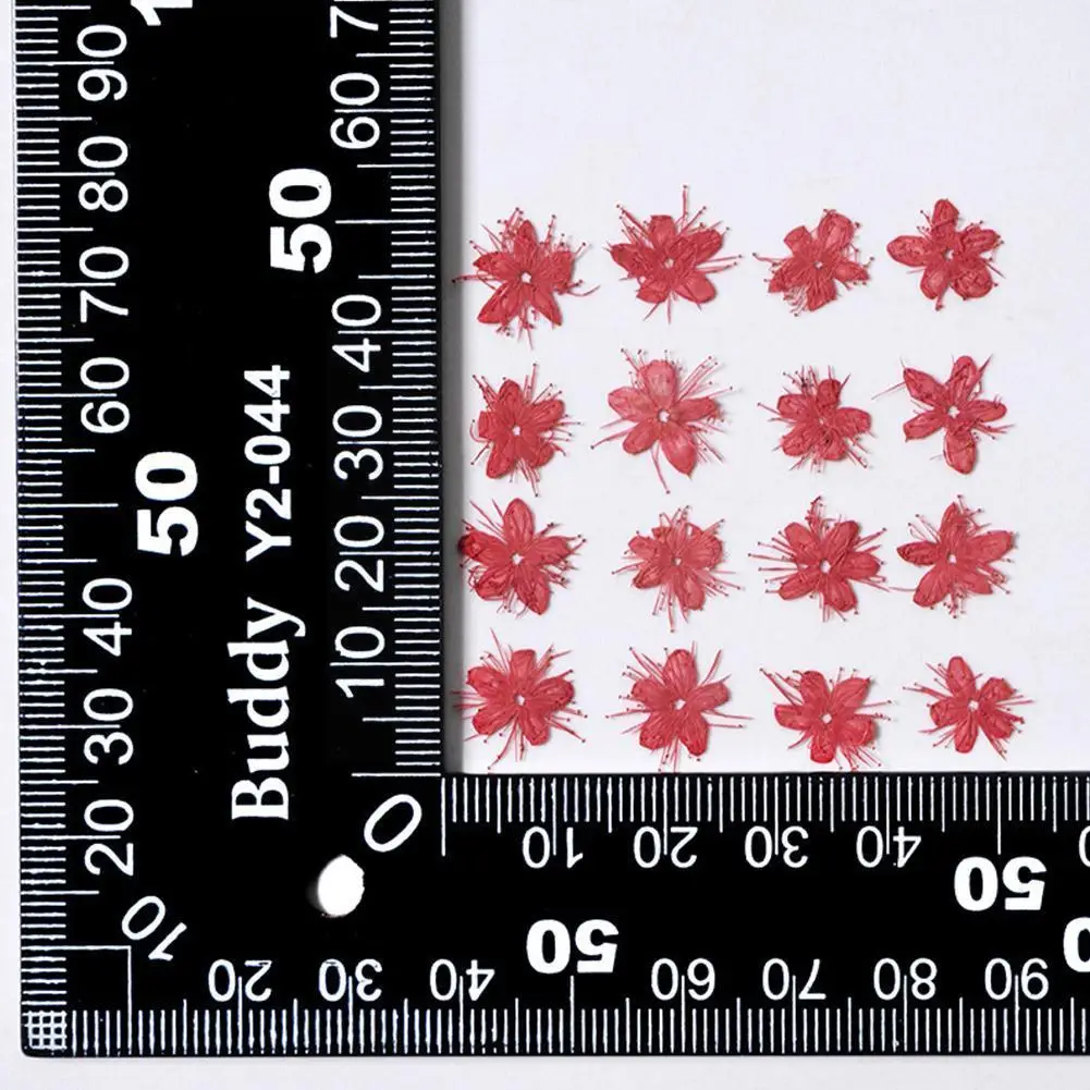 

White Sandalwood Dry Flower Diy Manual Photo Frame Decorative Bookmark Material Phone Enhancement Nail Embossing C8l1