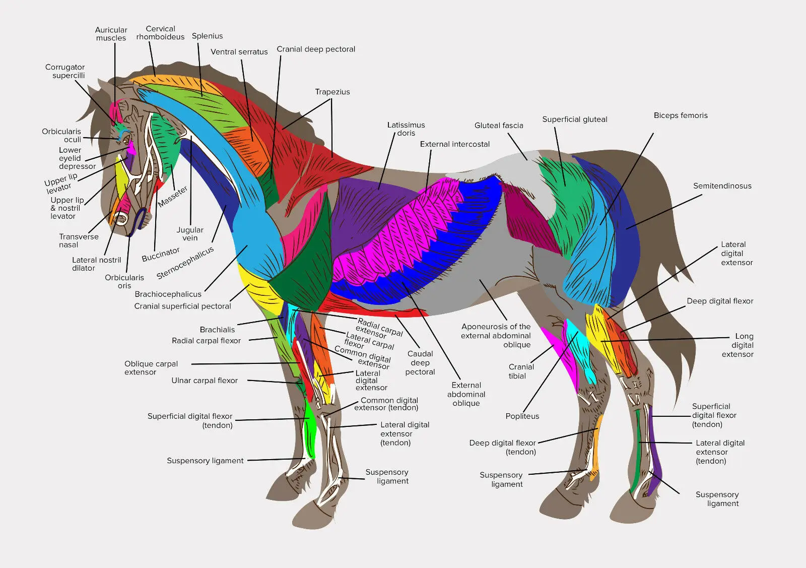 

Muscles of the Horse Art Picture Print Silk Poster Home Wall Decor