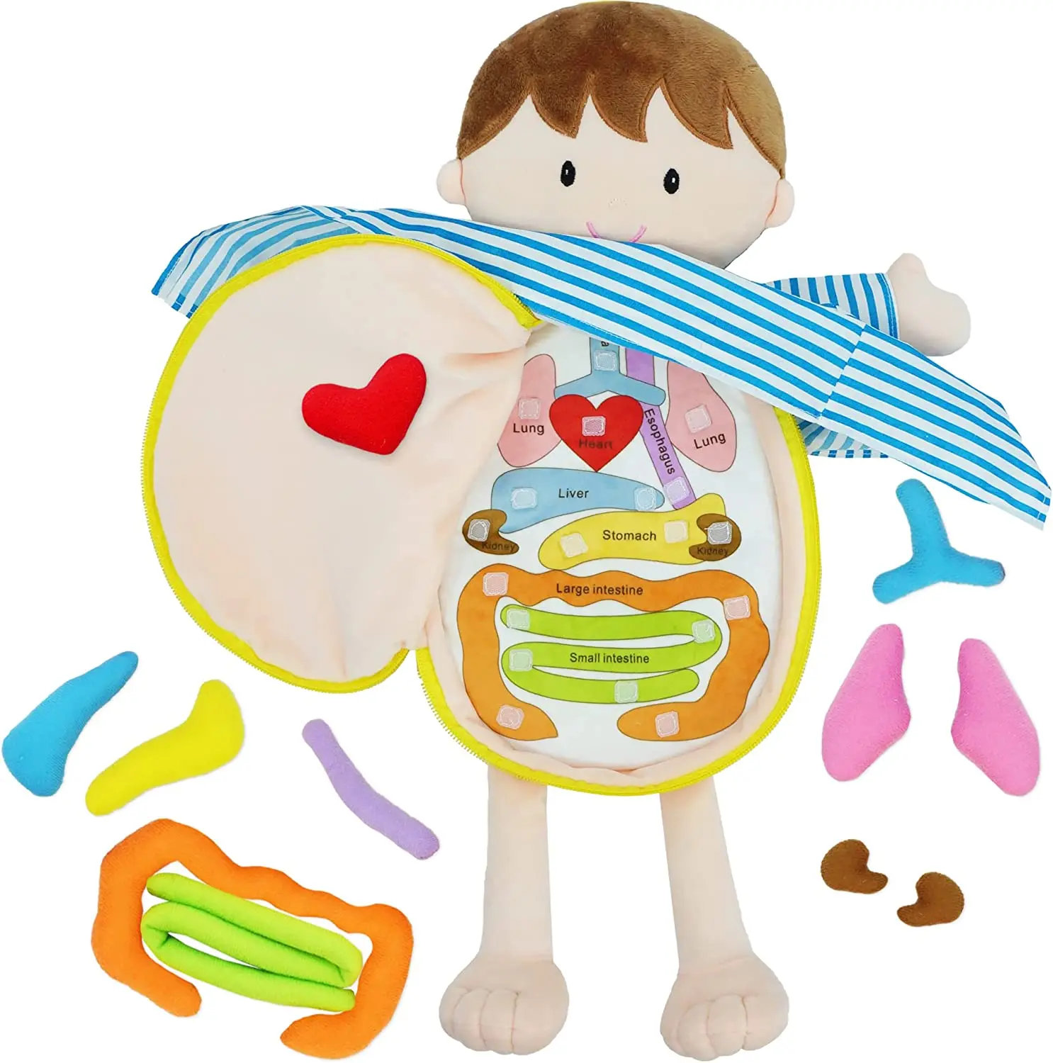 

Baby Toy Anatomy Plush Doll Assembled Plush Body human Organs Human Body Science Teaching Aid Tool Educational Toy For Children