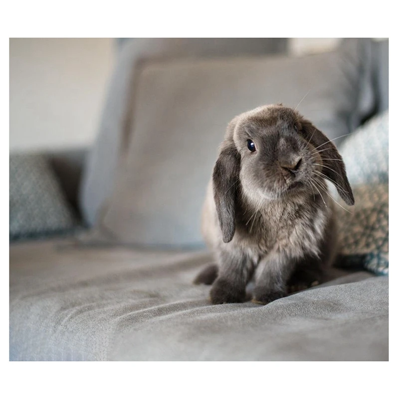 

DIY алмазная живопись Стразы полный круг Алмазная настенная живопись Спальня Декор (кролик)