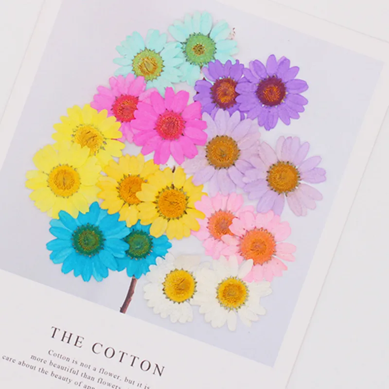 

60pcs 2.5-3.5cm Pressed Dried Chrysanthemum Paludosum Flower For Jewelry Bookmark Phone Case Postcard Invitation Card Candle DIY