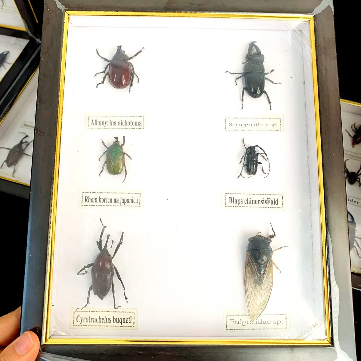 New real insect specimen transparent resin spider autumn beetle ...