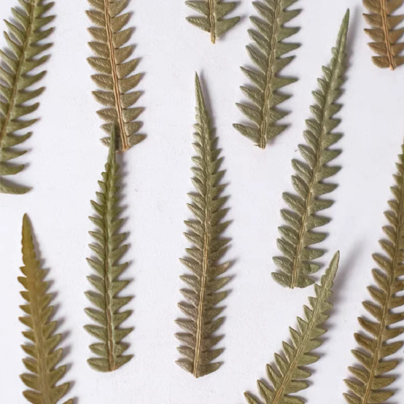 100 шт. семейный папоротник лист цветок гербарий фотооткрытка Закладка рамка