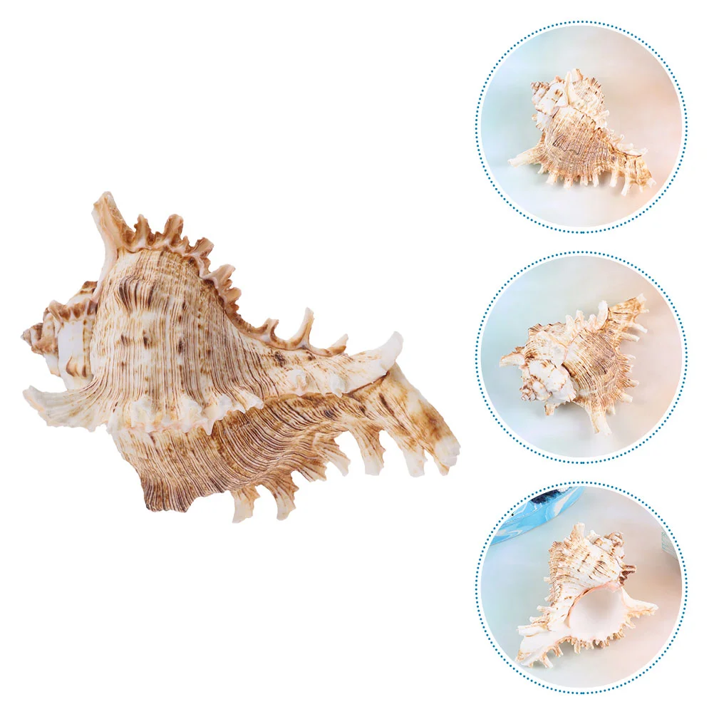 

Conch Sea Shell Shells Ornament Beach Aquarium Natural Ocean Tank Rocks Fish Decor Nautical Seashell Seashells Decoration