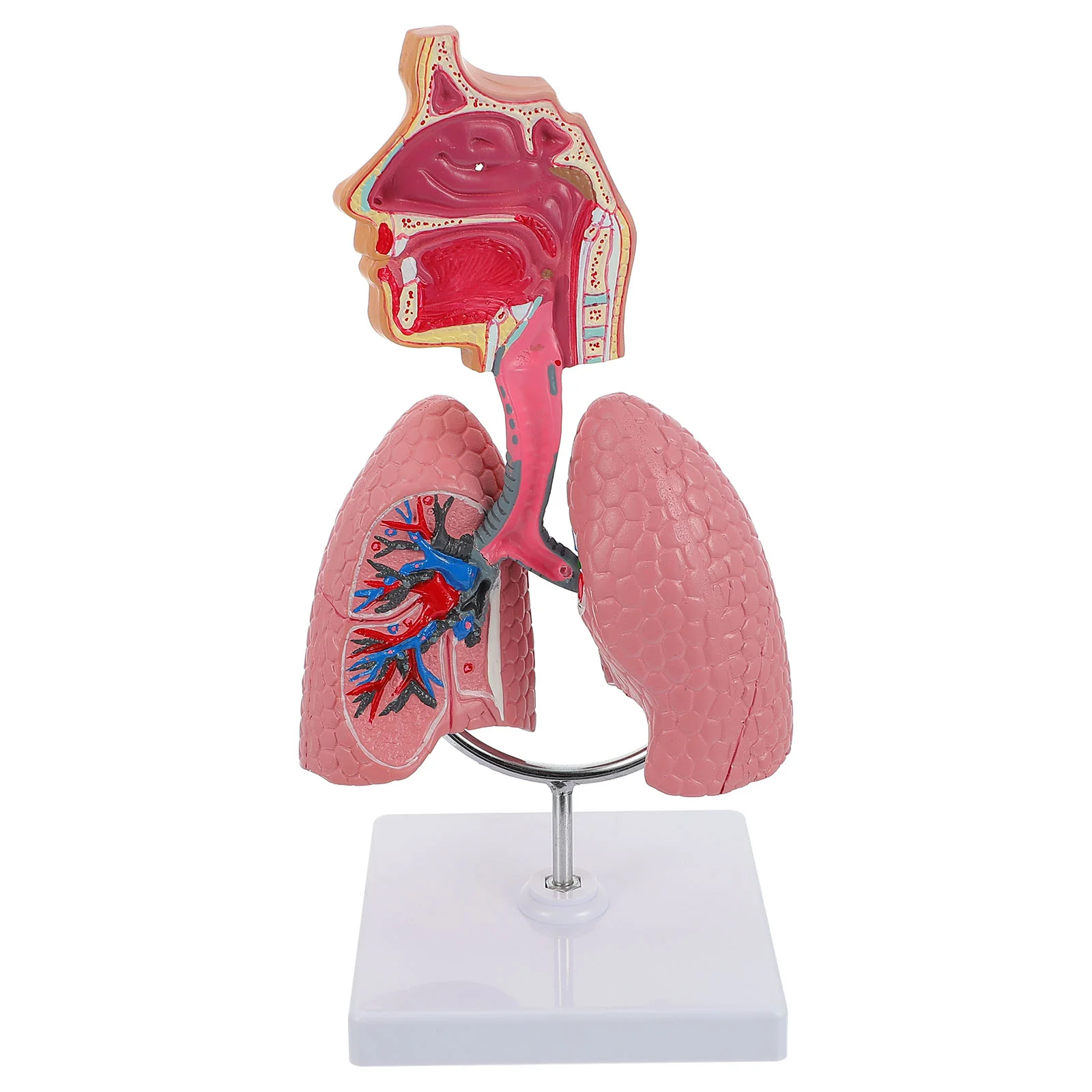

Модель человеческой дыхательной системы, модель дыхательных легких, модель для эксперимента, 1 шт.