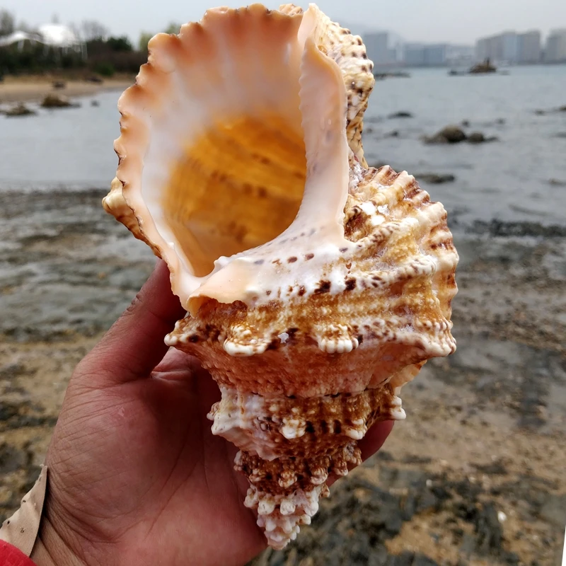 

Большой натуральный морской ракушки образец морской ракушки для аквариума рыболовная сеть шелп морской домашний Декор Свадебная вечеринк...