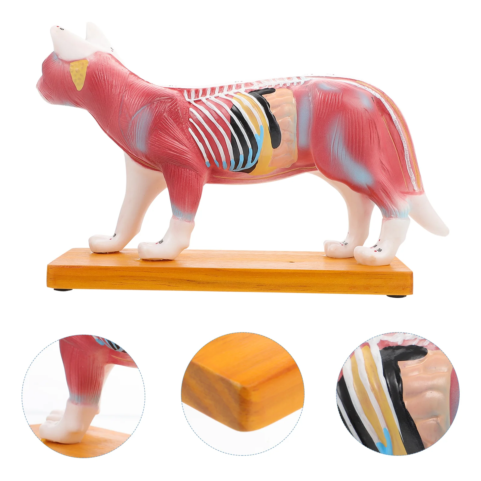 

Cat Body Acupuncture Model Acupoint The Veterinary Teaching Training Anatomical