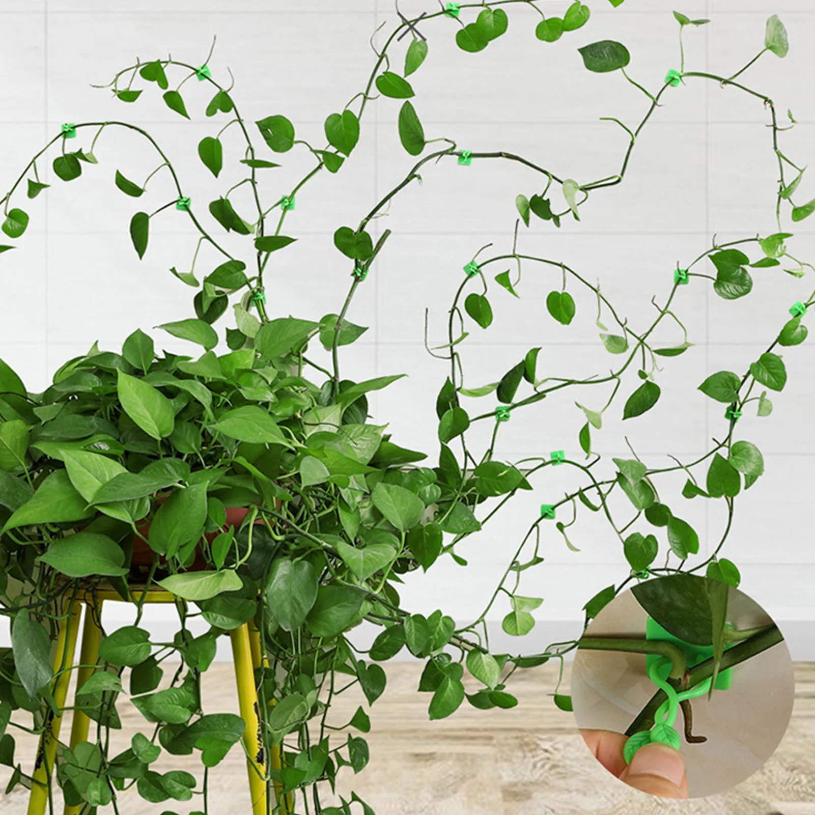 

Climbing Wall Fixture Clips 100 Pcs Adjustable Wall Fixture Clips Stick Firmly Vine Supports Traction For Ceramic Tiles Marble