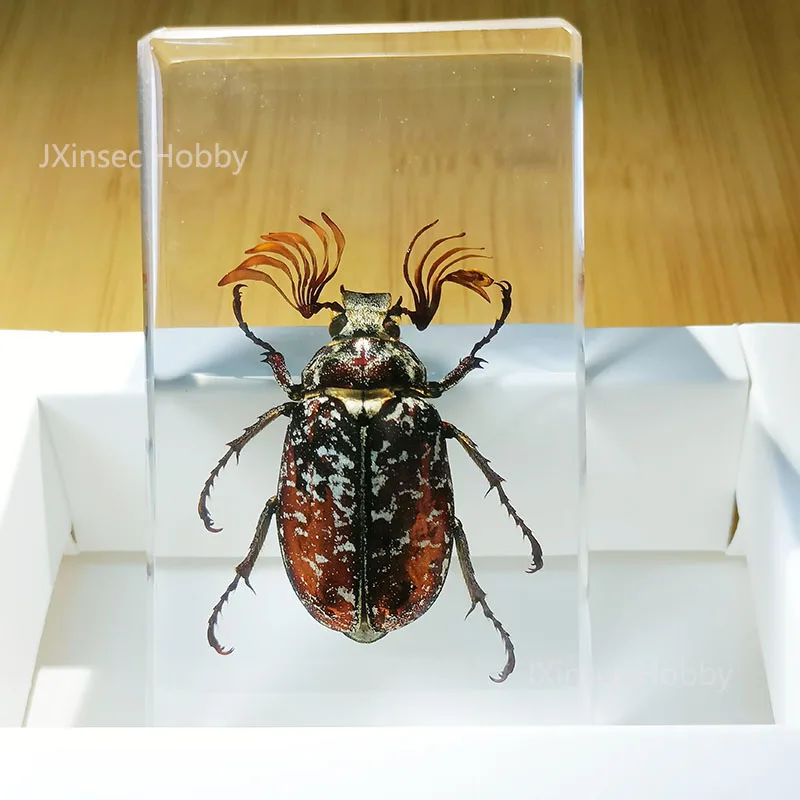 

Настоящие образцы насекомых в смоле: разнообразные виды насекомых для научно-познавательного образования, украшения детской комнаты