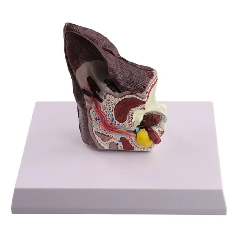 Модель анатомии животных для собак вспомогательная научная модель изучения