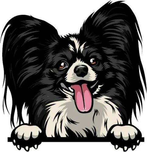 

For B/W PAPILLON DOG Peeking Dog Breed Color Window Wall laptop Sticker w/proo