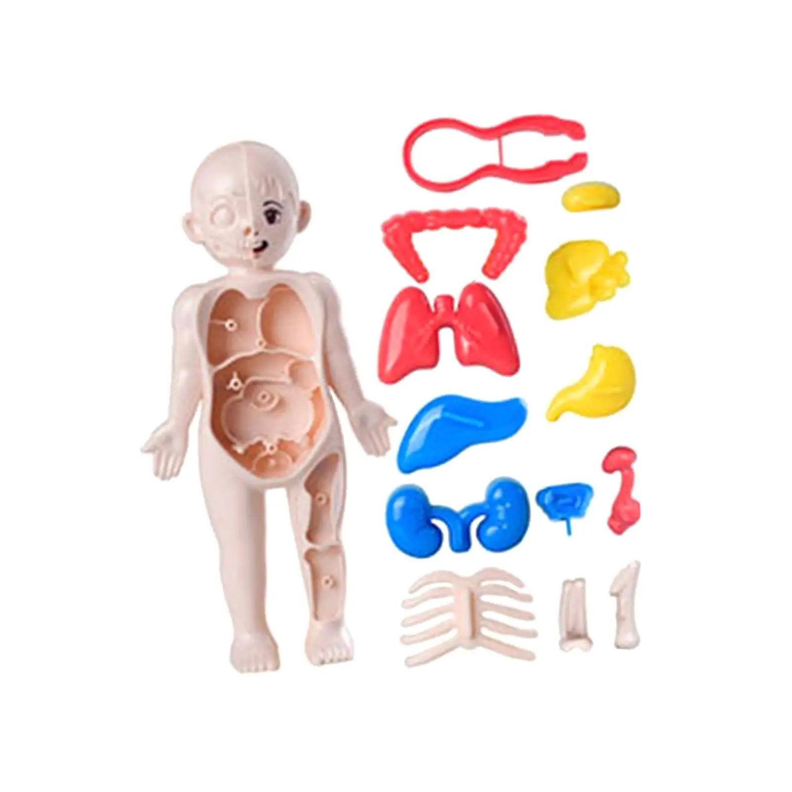 

Human Body Puzzle Science Learning Toy Early Education Body Parts Organs for Birthday Gift Kids Child Teaching Aid Home