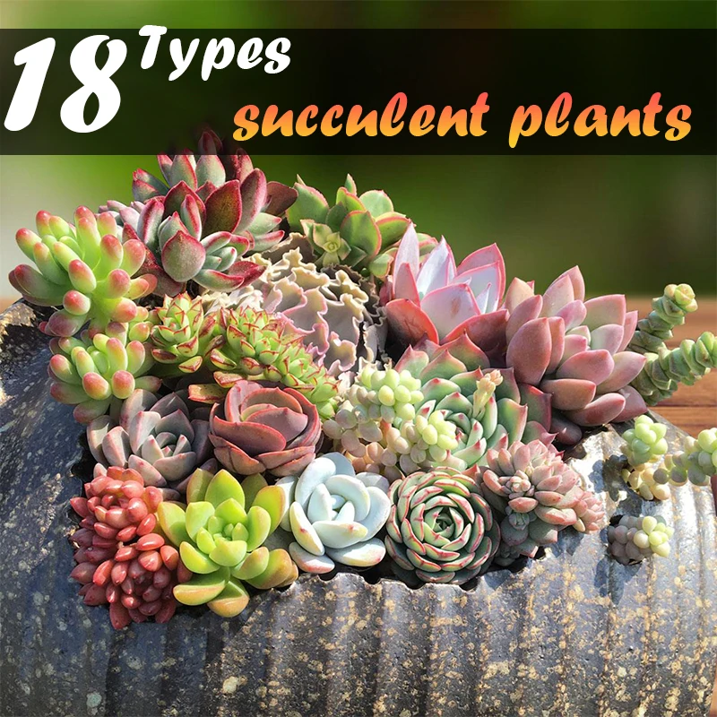 

18Types 5Pcs Rare Plant CaladiumSucculents Plant Seeds Bonsai Plant Seeds for Garden Decoration