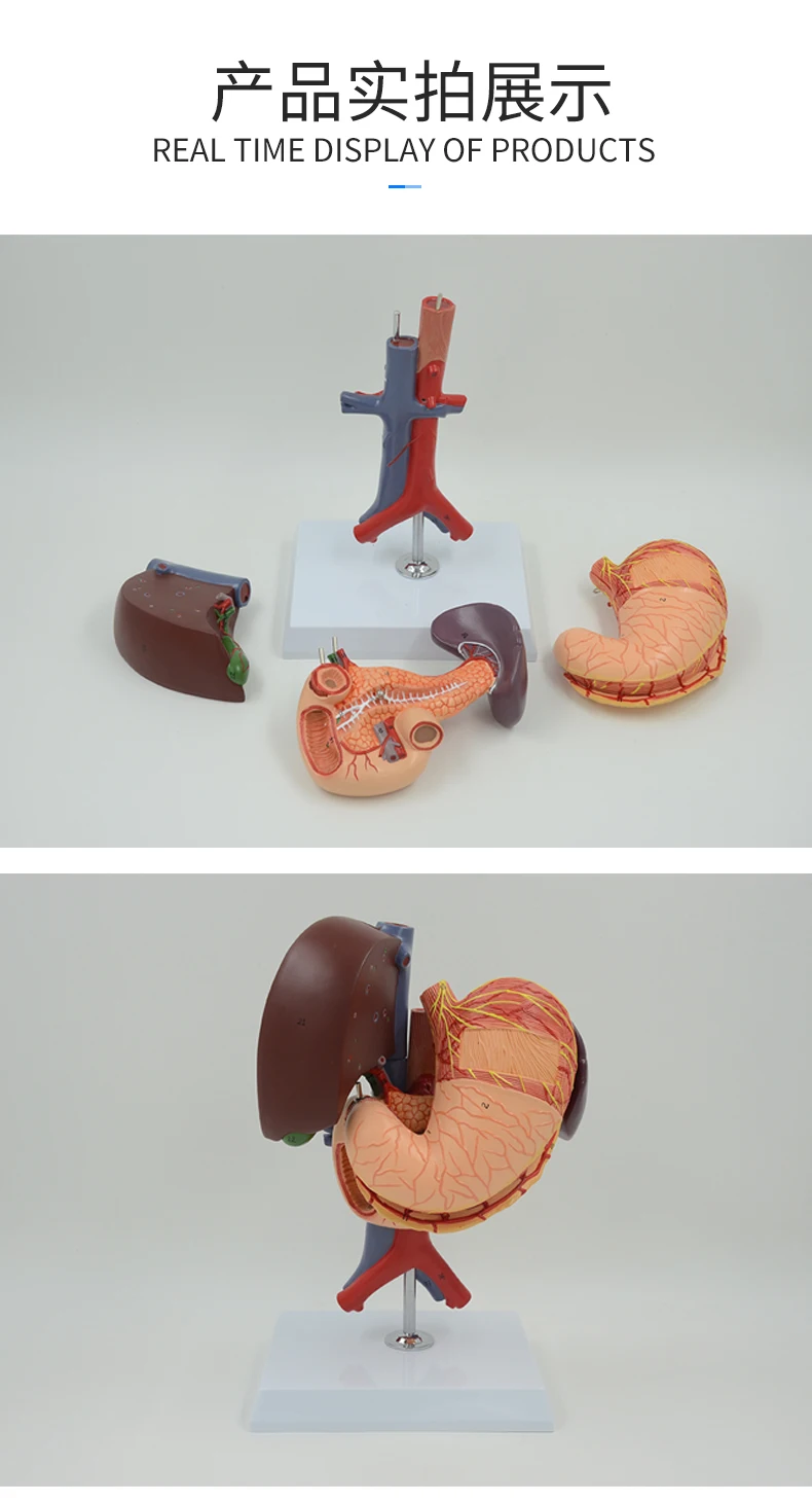 Желудочный панкреа стебель желчного пузыря Duodenum и анатомическая модель печени