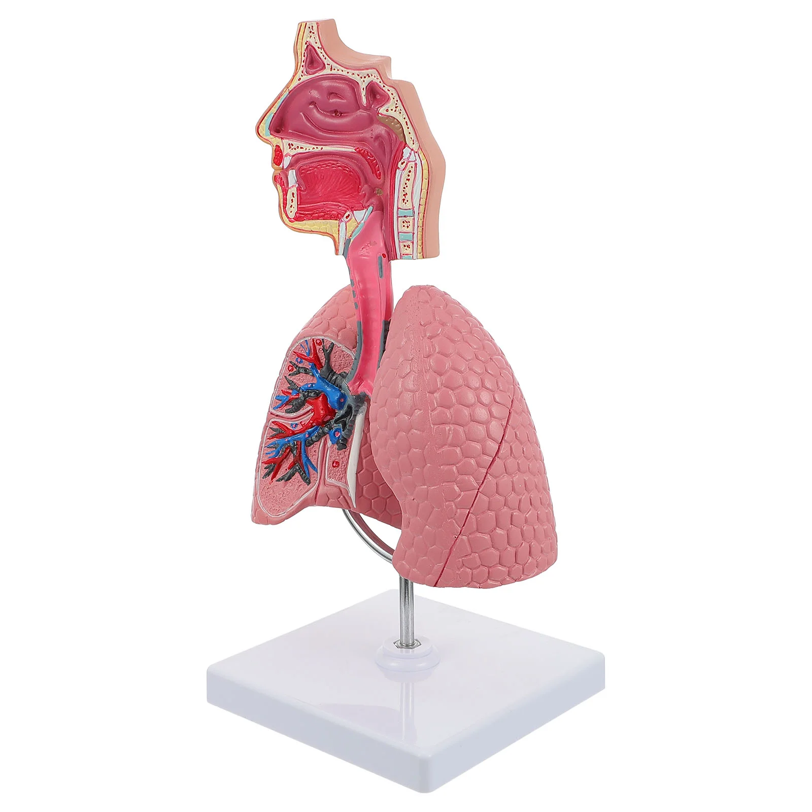 

1pc Teaching Respiratory Lung Model School Respiratory System Display Model Tool