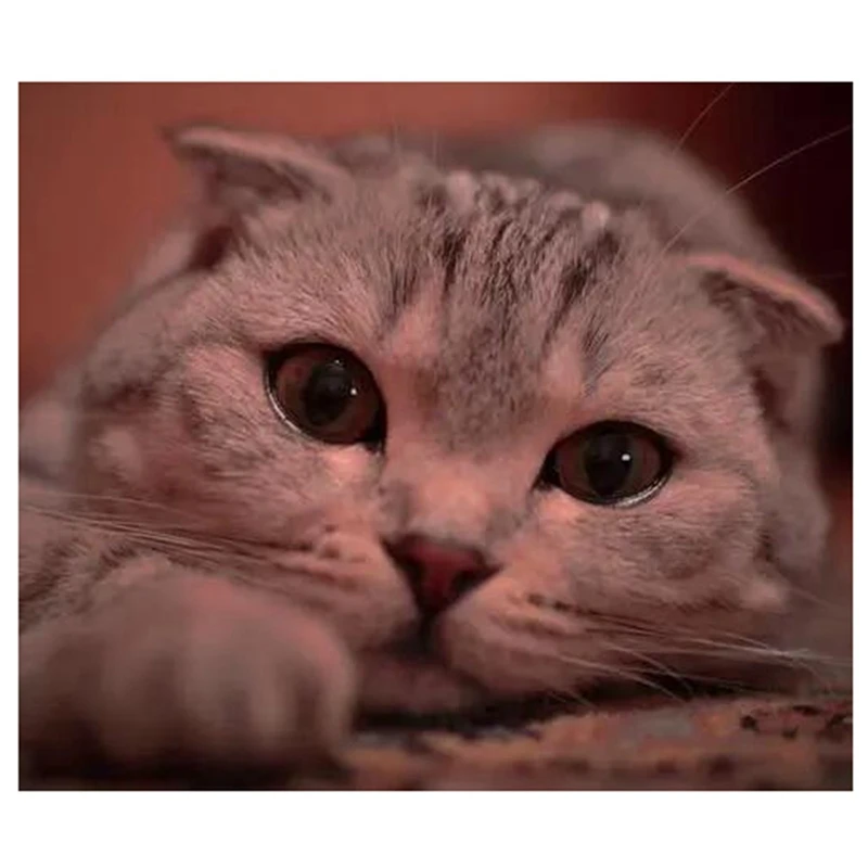 

Бриллиантовая вышивка BMBY-30X40cm DIY, круглая полимерная Алмазная вышивка крестиком, домашний Настенный декор (Pet Cat)