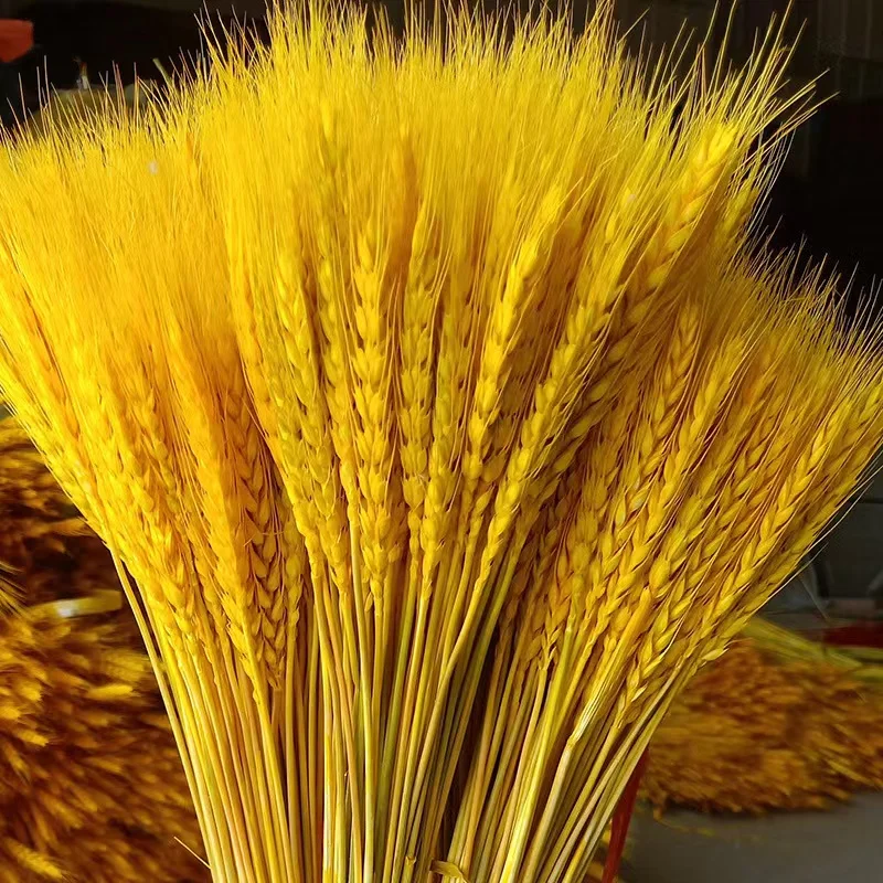 

50Pcs Real Wheat Ear Natural Dried Flowers Artificial Flowers For Decoration Bridal Wedding Bouquet Wedding Gift For Guest Party