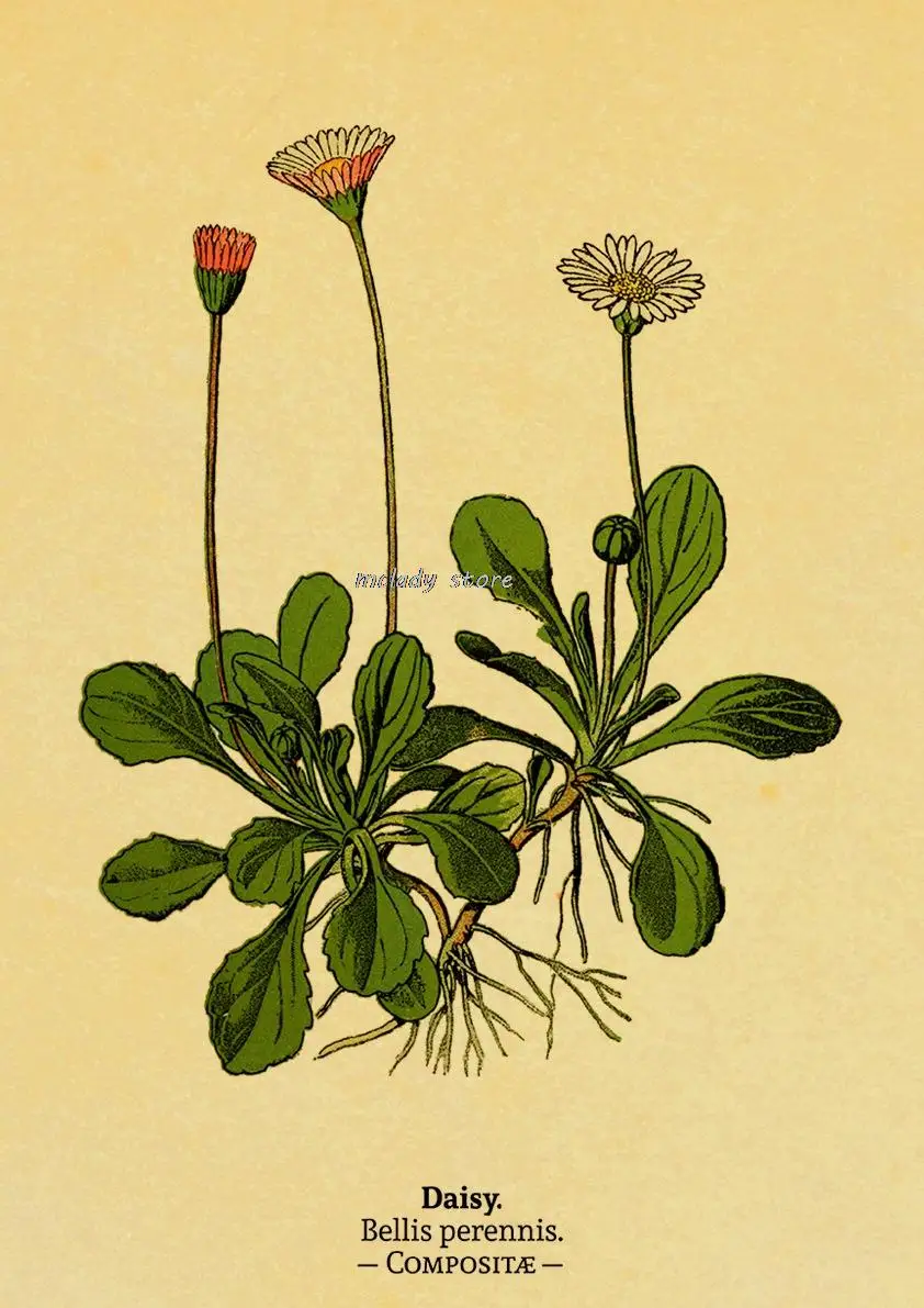 

Ботанический постер