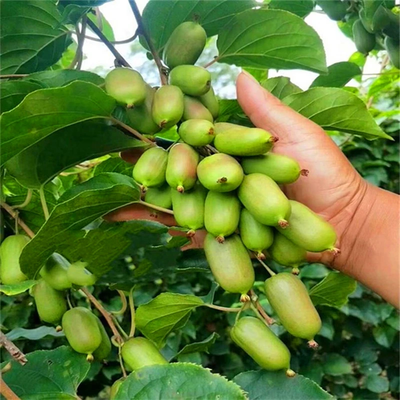 

Nature Fragrant Golden Kiwifruit 100Pcs