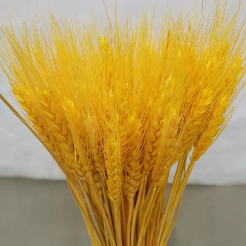 

50Pcs Real Wheat Ear Natural Dried Flowers Artificial Flowers For Wedding Gift Boho Home Decor Wedding Table Decoration Flower B