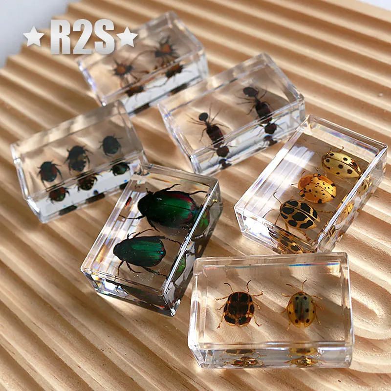 6 шт./партия насекомые в смоле