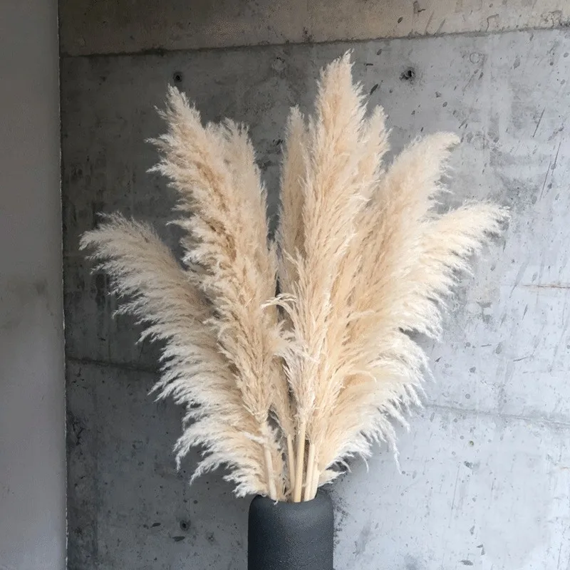 

Pampas Grass Large Tall 80-140cm Fluffy Pampas Dried Flowers Boho Decor Plant for Vase Home Wedding Decor Flower Arrangement