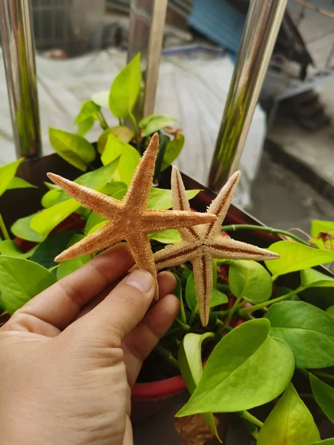 Натуральная ракушка мини-звезда Haichang стеклянная бутылка для дрифтинга