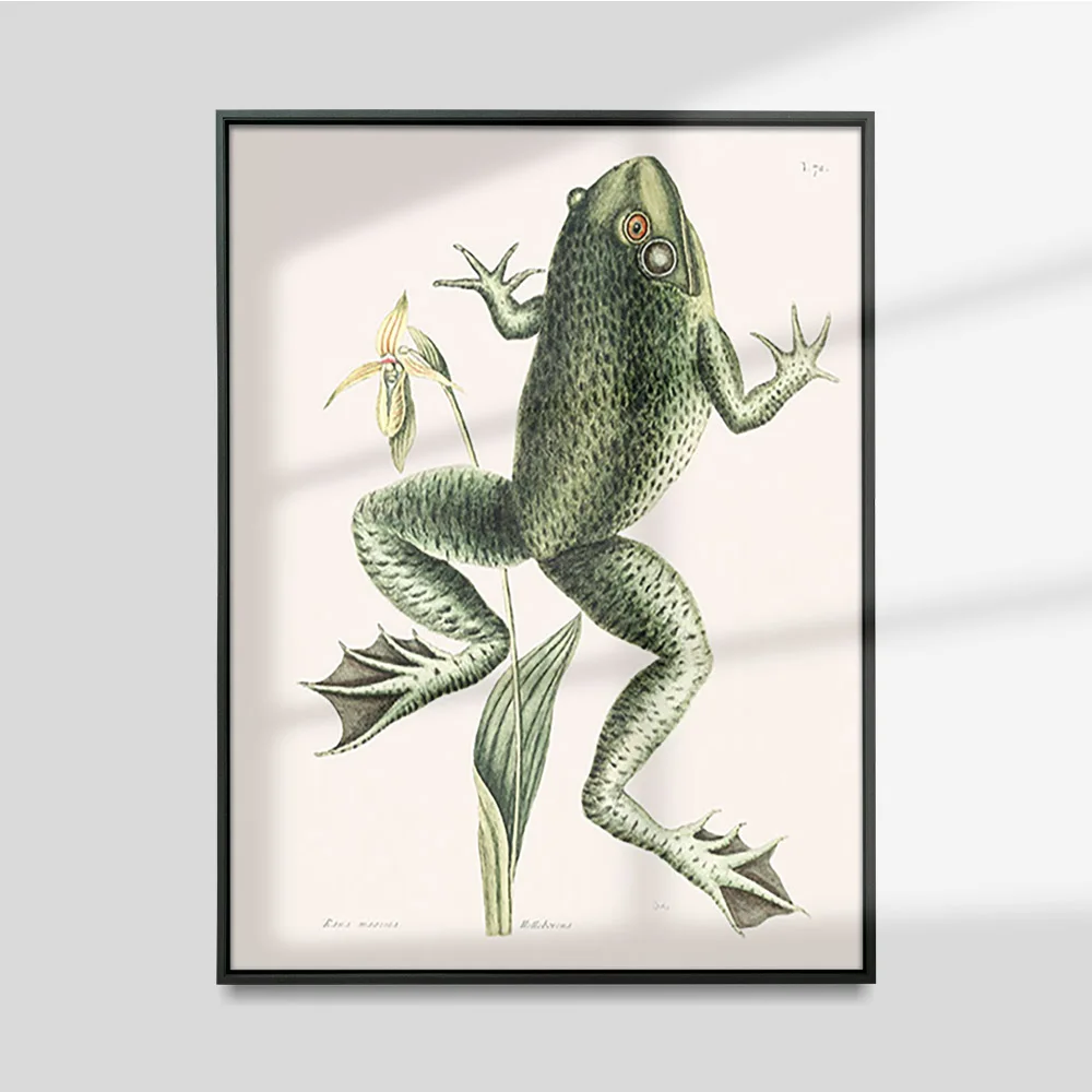 

Bull Frog Vintage Poster Animal Print Wall Art Picture Antique Canvas Painting Living Room Home Decor