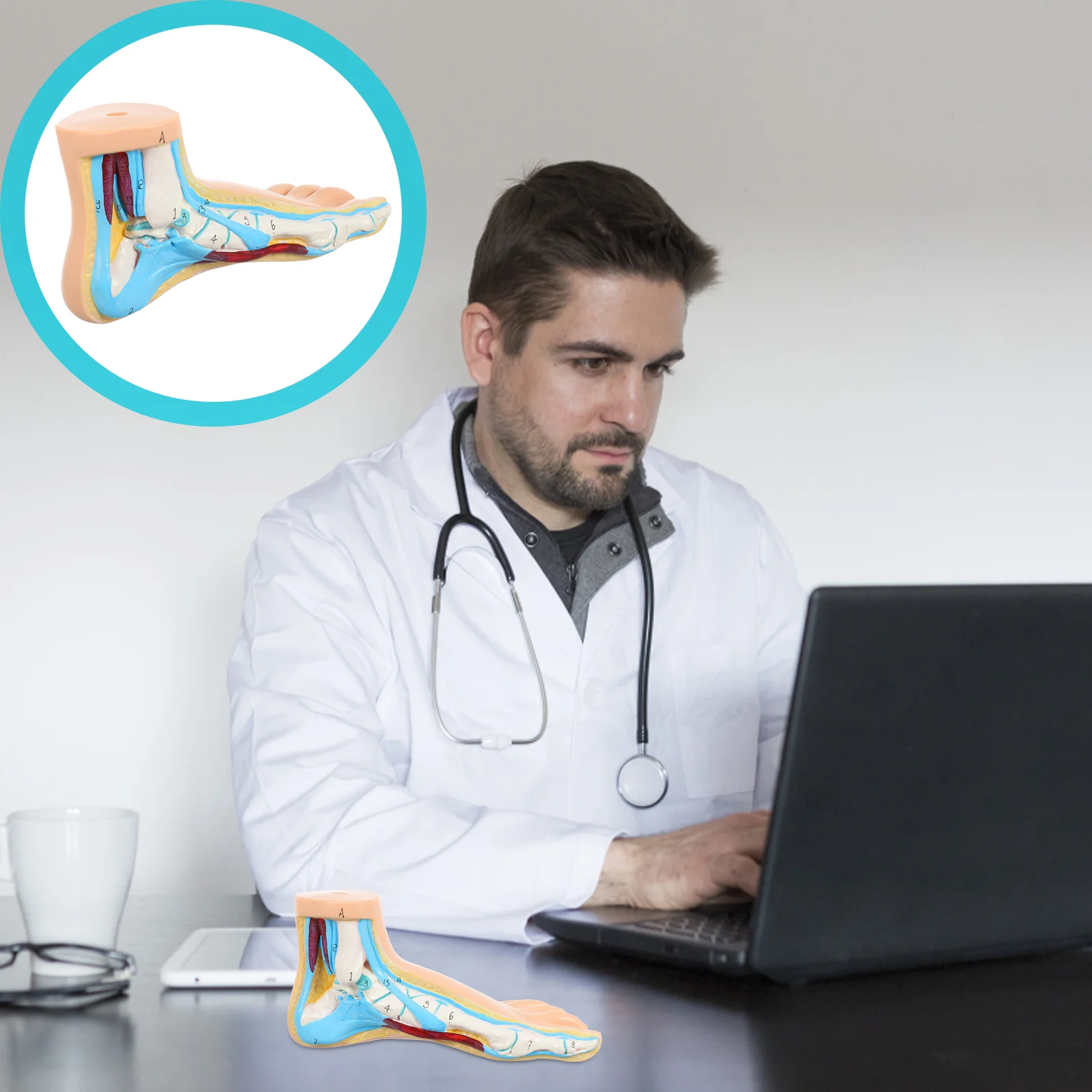 

Foot Joint Model Medical Anatomical Mannequin Clinic Display Mold Teaching Anatomy Human Normal Vinyl