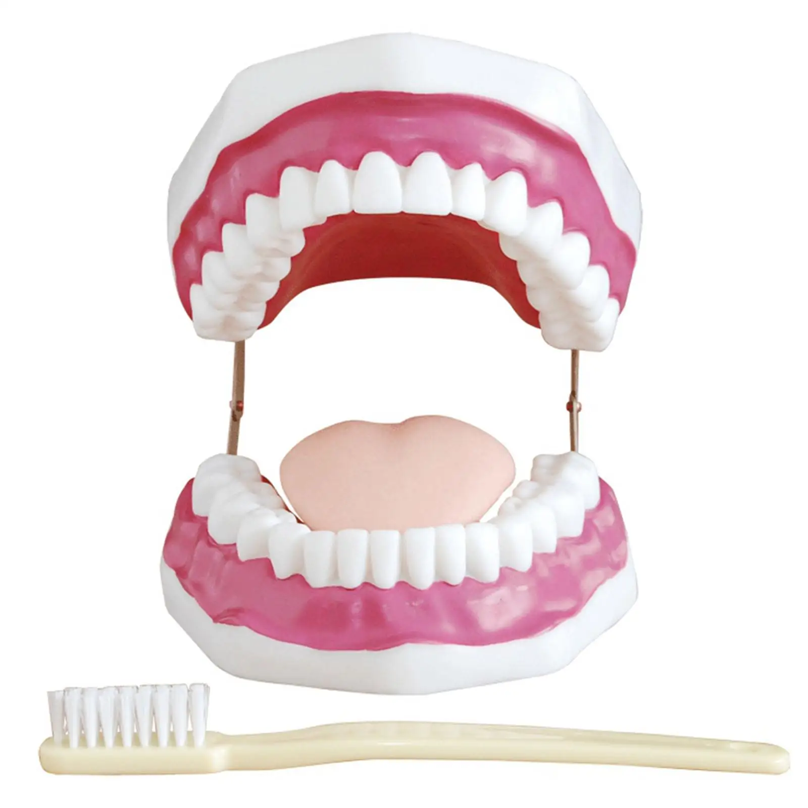 Модель полости рта. Анатомическая модель зубов и рта. Манекен зубов.