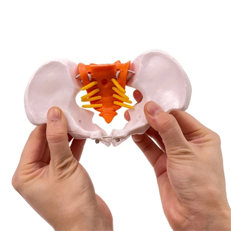 

Подвижная модель таза, модель женской тазовой конструкции, анатомическая модель, модели для обучения медицинской медицине