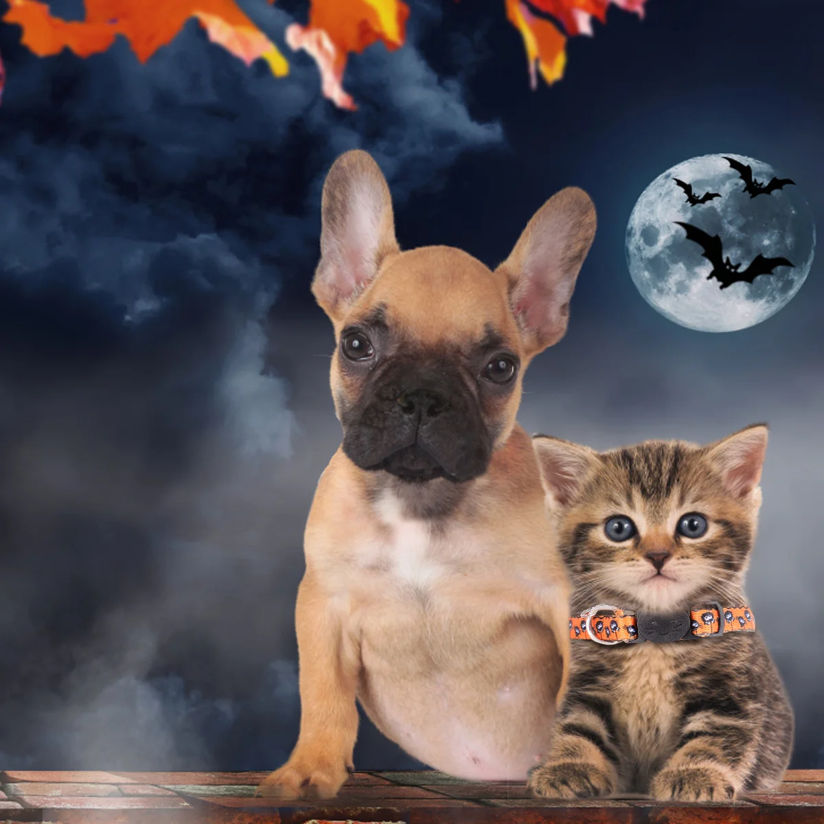 

Collar Catcollarspuppy Adjustable Male Breed Large Kitten Strap Pets Neck Spooky Dog Breakaway Cats