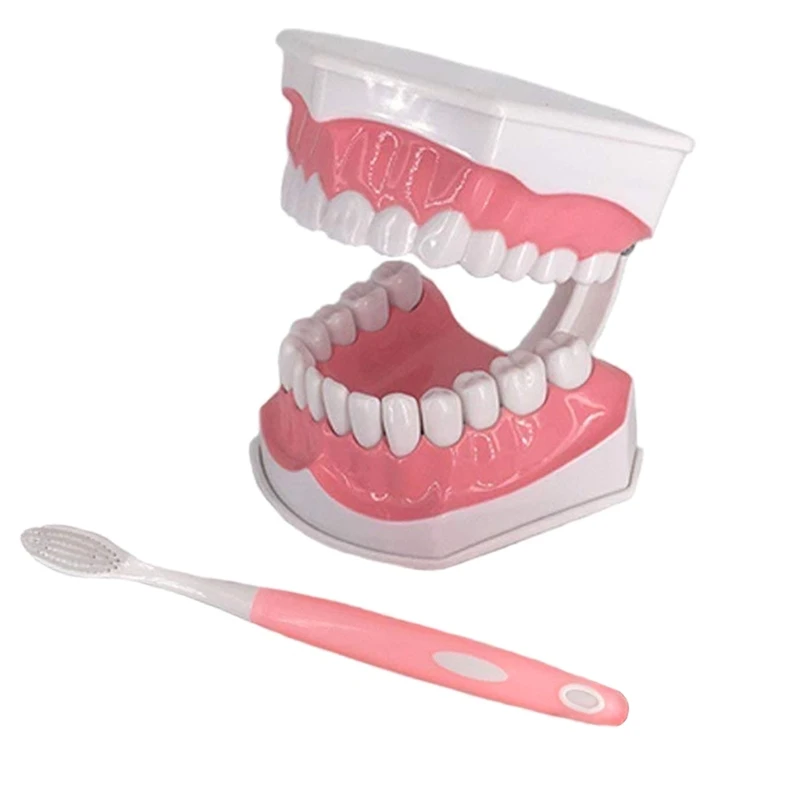

Standard Dental Teaching Model Study On The Structure Of Oral Teeth 2 Times