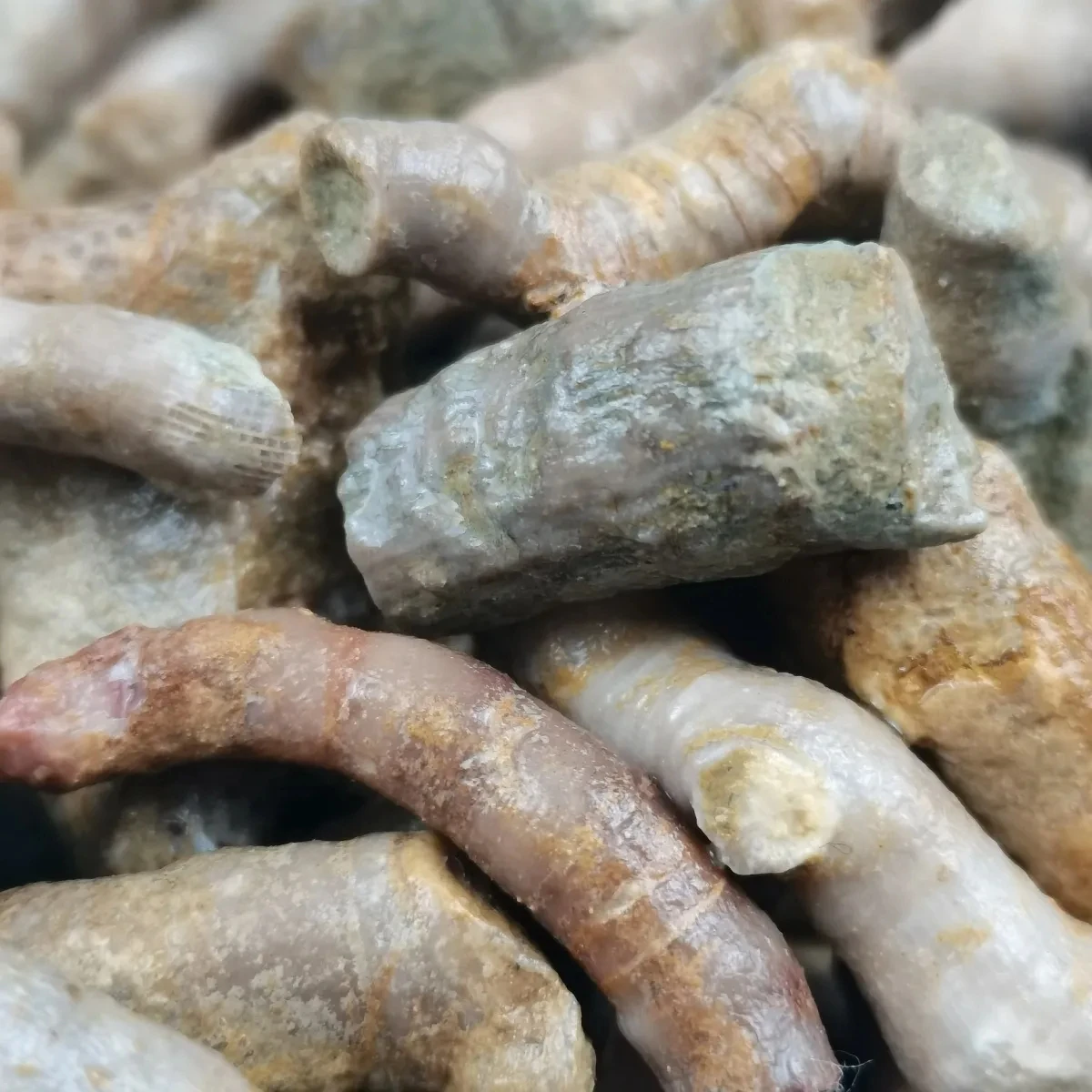 5Pcs Natural Crystal Original Stone Mine Cordyceps Stone Antique Collection Ornamental Stone Ornaments