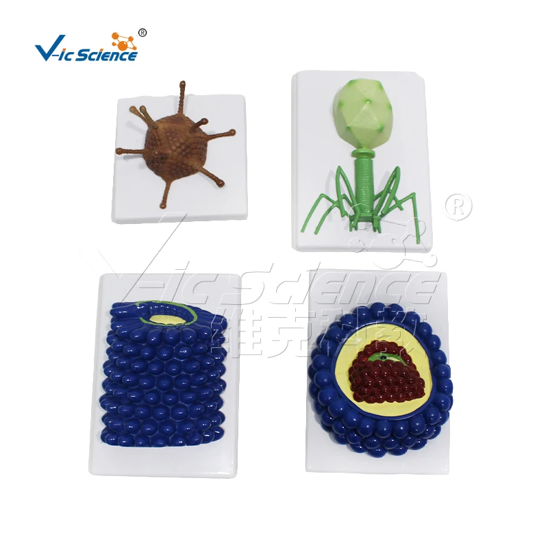 Анатомическая модель для наблюдения за клетками вирусная биологии