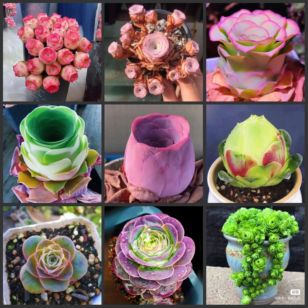 

50PCS/Pack " Greenovia -Shandimeigui / Businiao / Heifashi / Xizhitajing " Semillas