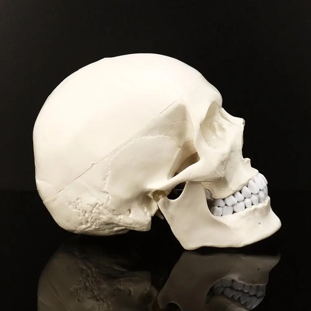 Skull model