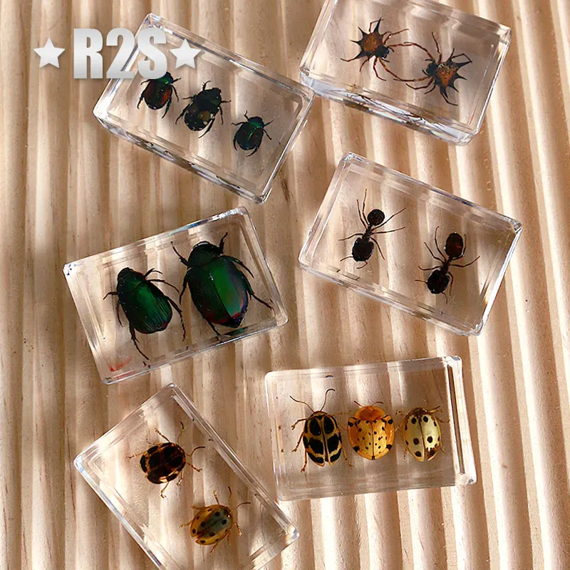 6 шт./партия насекомые в смоле