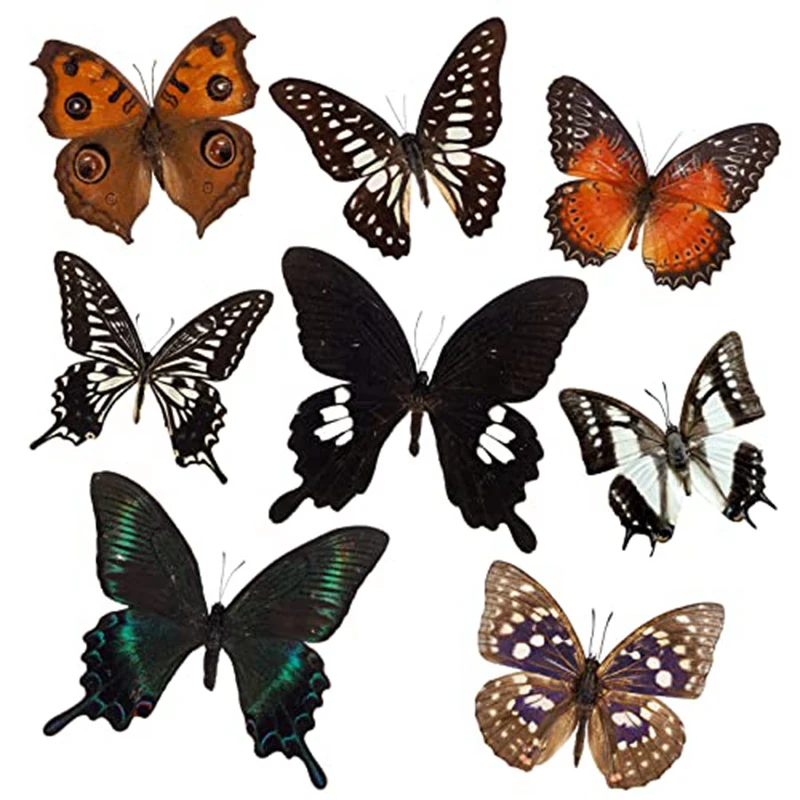 

8 Pcs Butterfly Specimen Taxidermy Animals Taxidermy Butterfly Artwork Material Decor
