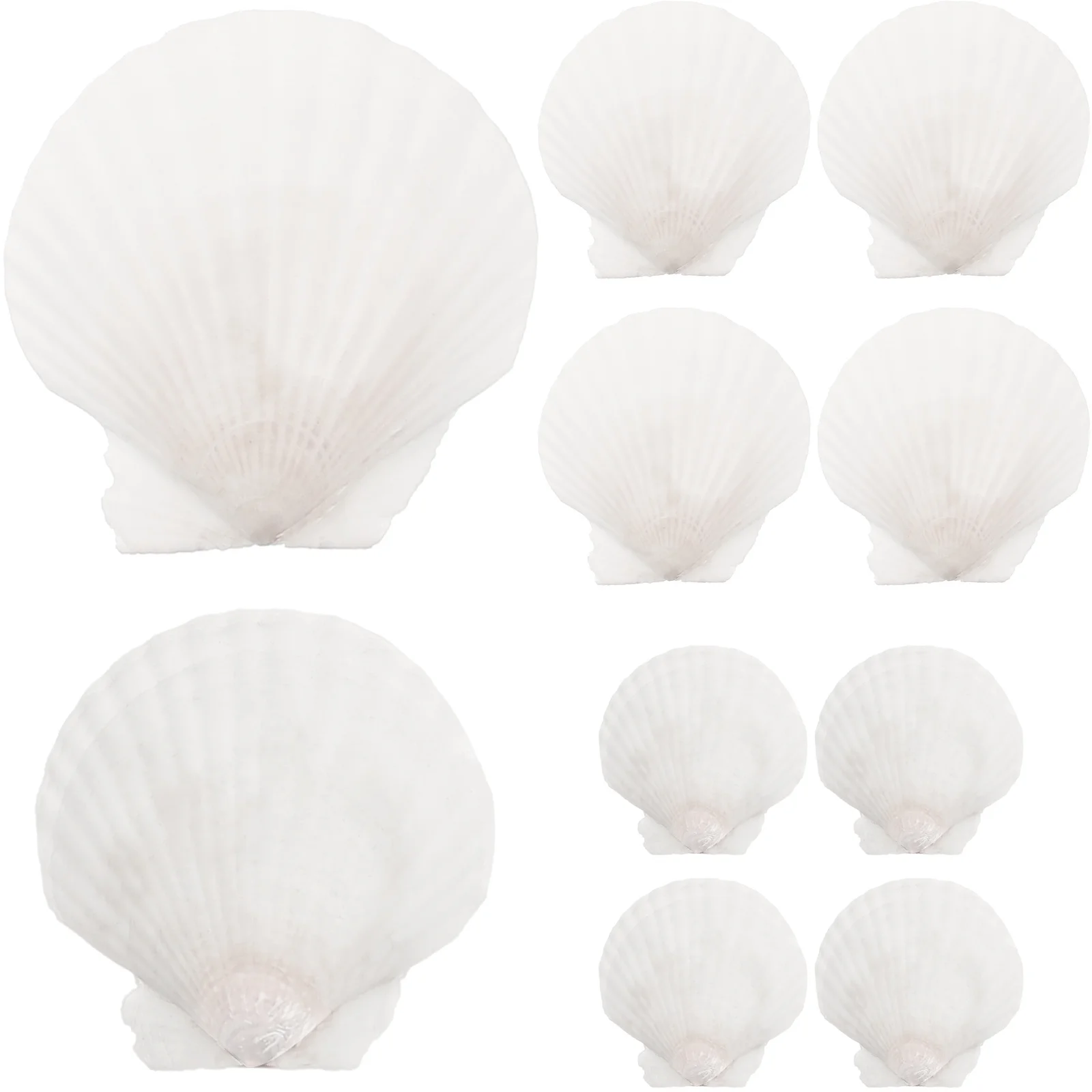 

10 Pcs Natural Shell Decoration Aquarium Landscaping Ornament Fish Tank Accessories DIY Set Embellishment Decorative Crafts